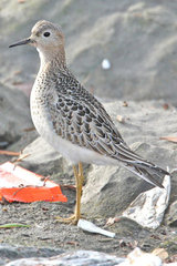 Buff-breasted Sandpiper